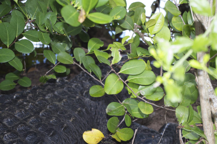 a close up of a tree