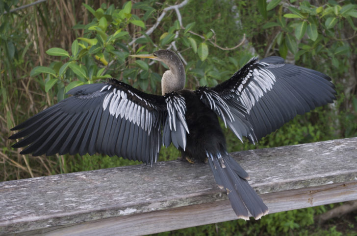 a bird with wings spread
