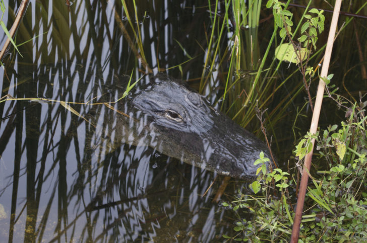 a crocodile in the water