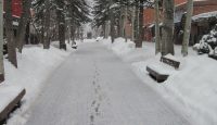 a snowy street with benches and trees