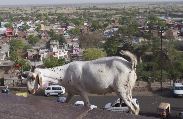 a goat standing on a roof