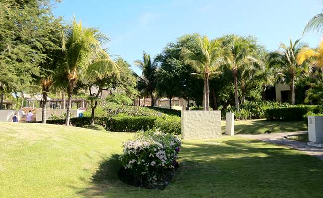 a lawn with palm trees and bushes