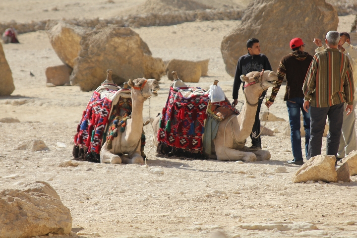 pyramid-camels