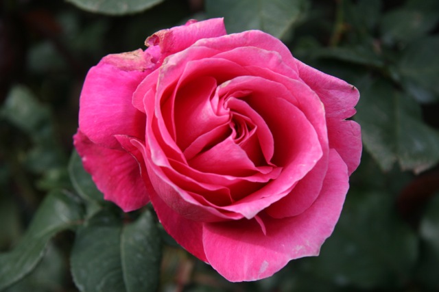 WLG_rose