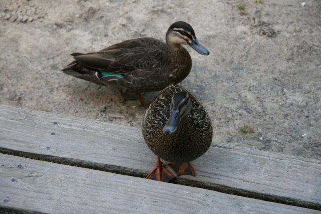 South_Abel_ducks