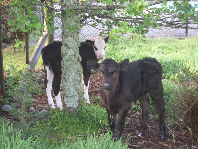 South_Greymouth_calves