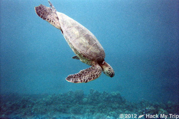 picture of diving turtle