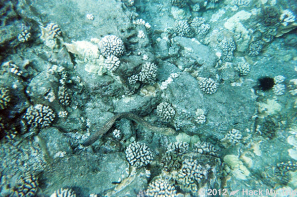 picture of coral reef eel