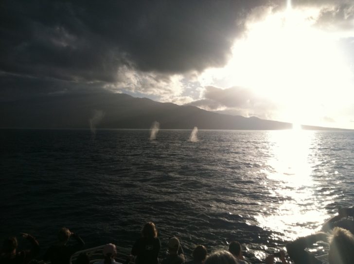 picture of whales spouting