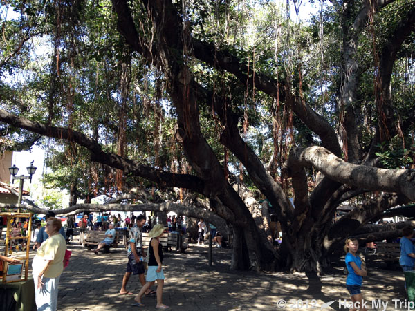 picture of great Banyan tree
