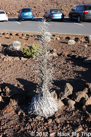 picture of silversword plant