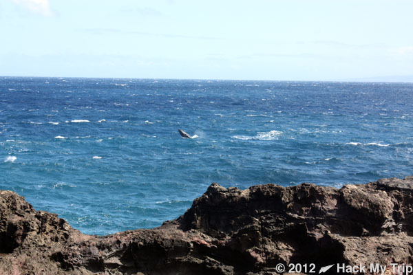 a rocky cliff with a whale in the water