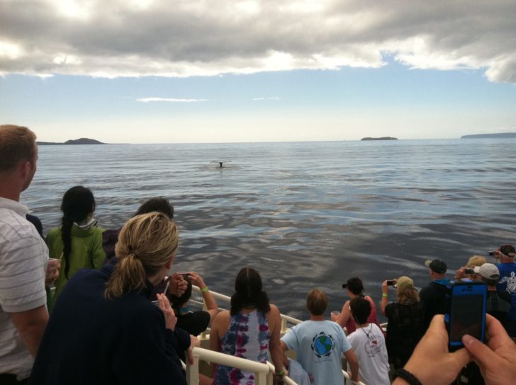 picture of whalewatching tour