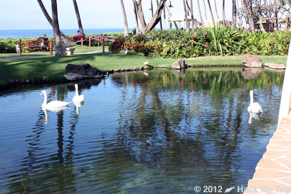 picture of pond with swans in Hawaii