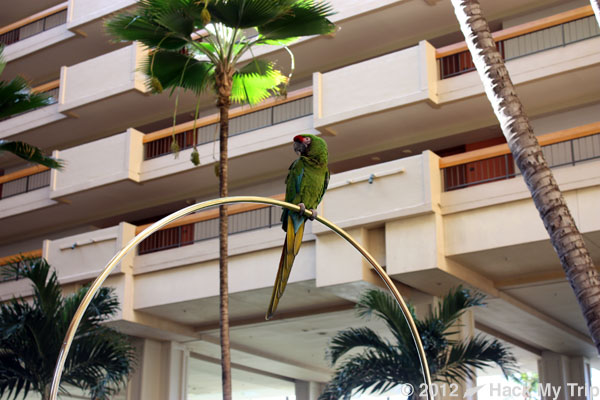 picture of parrot in Hawaiian hotel