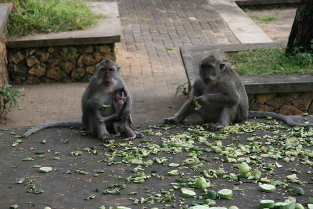 uluwatu_monkeys