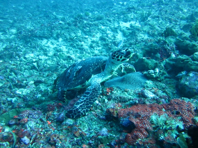 bali_scuba_nusa_pendida