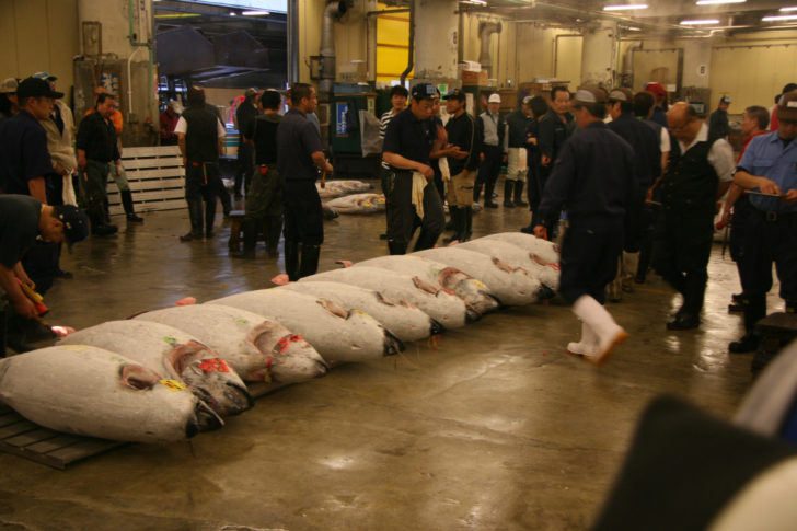 tokyo-tsukiji-tuna-auction