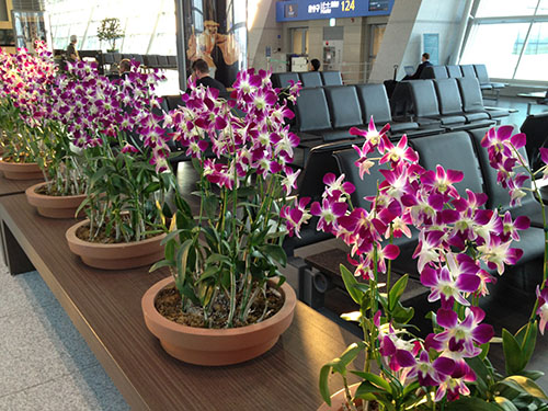 picture of flowers in airport