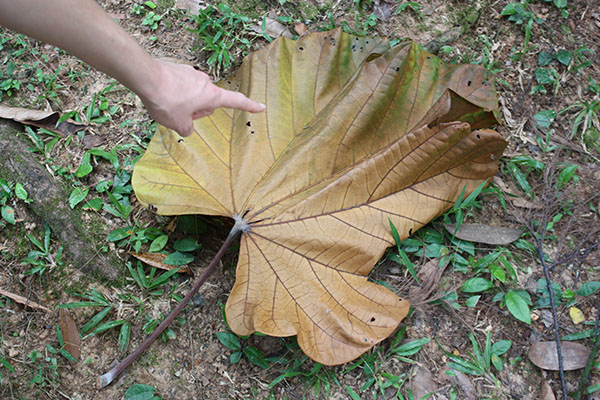 picture of a giant leaf