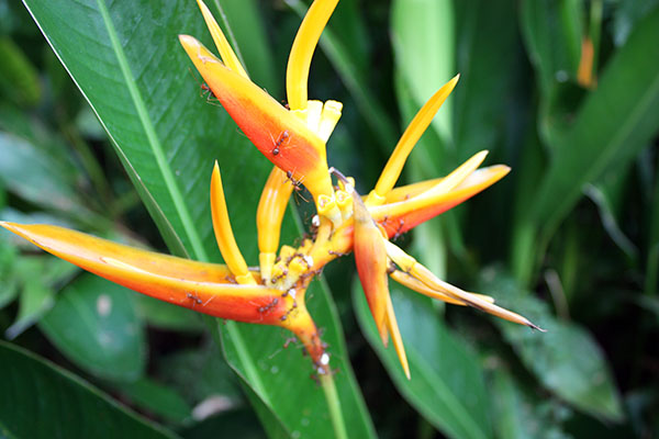 picture of a tropical flower