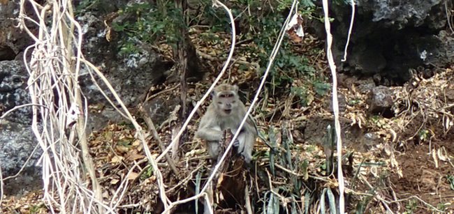 a monkey sitting on a tree stump