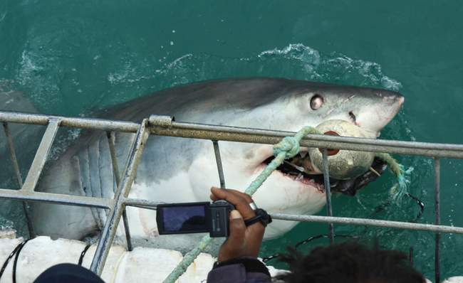 a shark in the water