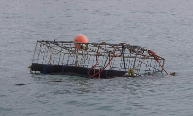 a cage in the water