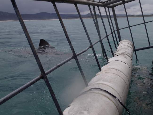 a shark fin in the water
