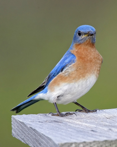 Listen up! This bluebird has something to say.