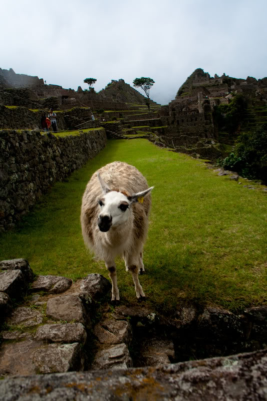 a llama standing on a grassy area