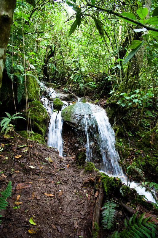 a waterfall in a forest