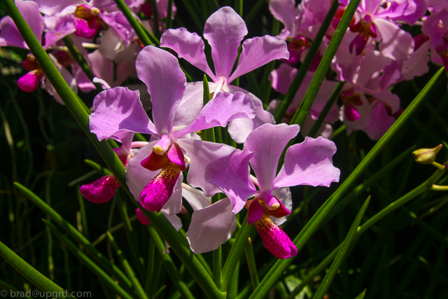 singapore-exploration-orchid