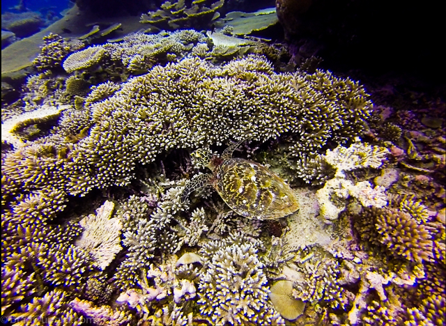 maldives-diving-turtle