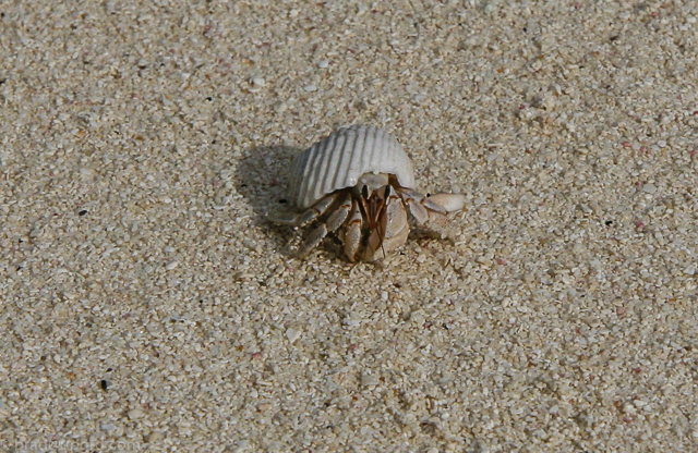 park-hyatt-maldives-crab