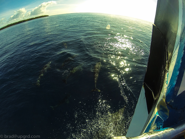 park-hyatt-maldives-dolphins