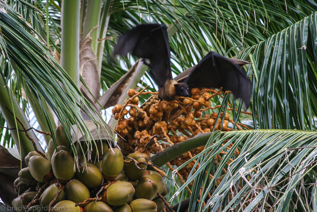 park-hyatt-maldives-flying-fox