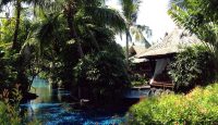 a pool with a thatched roof and palm trees