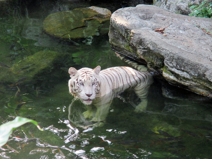 Singapore Zoo 3