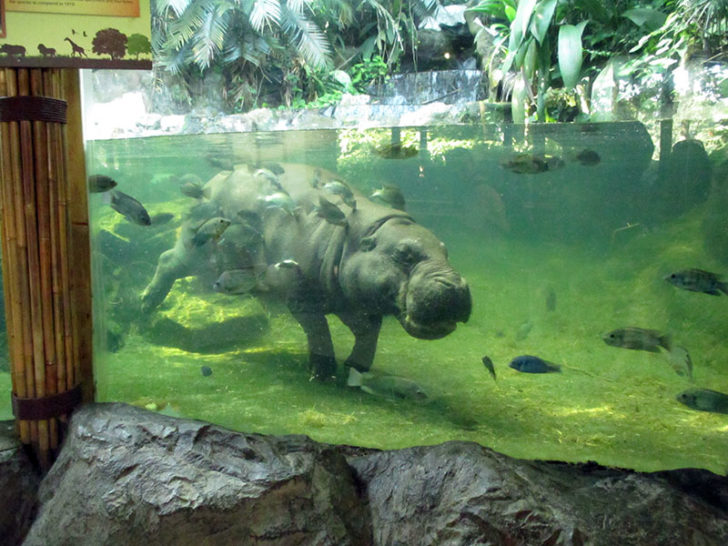 Singapore Zoo 4