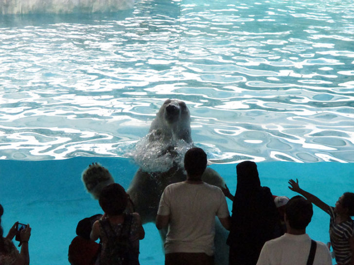 Singapore Zoo 5