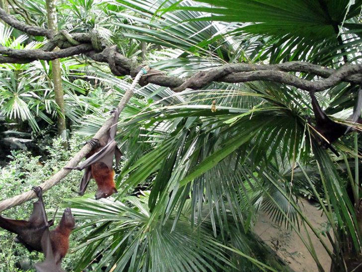 Singapore Zoo 6