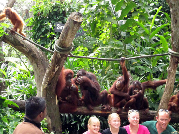 Singapore Zoo 7