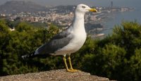 a bird standing on a rock