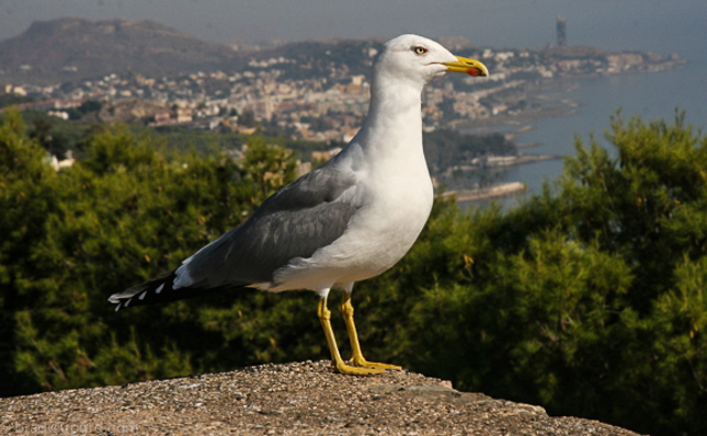 malaga-seagull