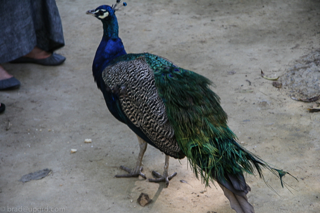 sevilla-peacock