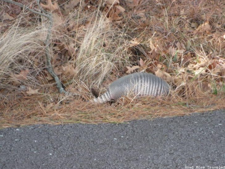 Random armadillo