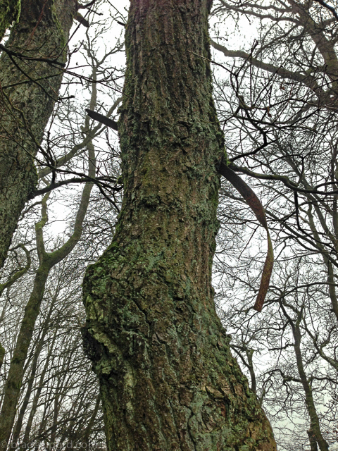 bastogne-shrapnel