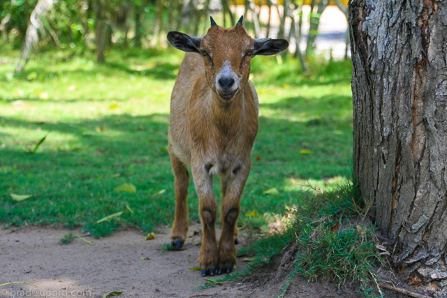 ko-sa-beach-resort-goat
