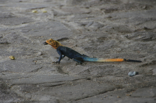ko-sa-beach-resort-lizard